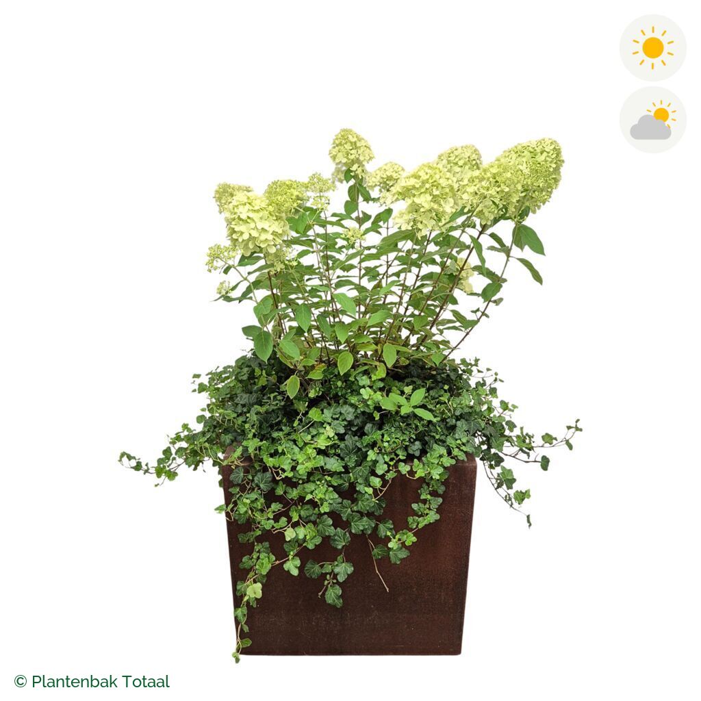 productfoto van plantenbak Cortenstaal Carrez Vierkant Pluimhortensia Combinatie