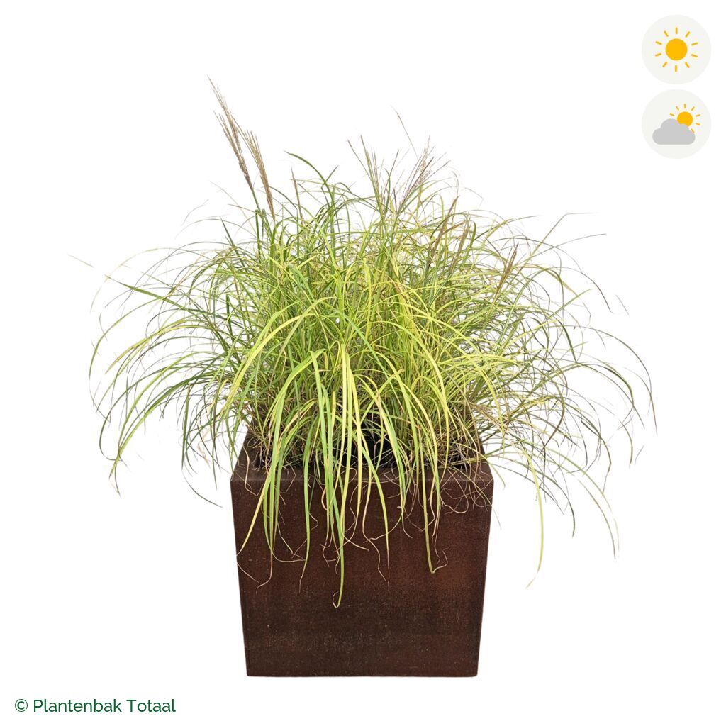 productfoto van plantenbak Cortenstaal Carrez Vierkant Prachtriet