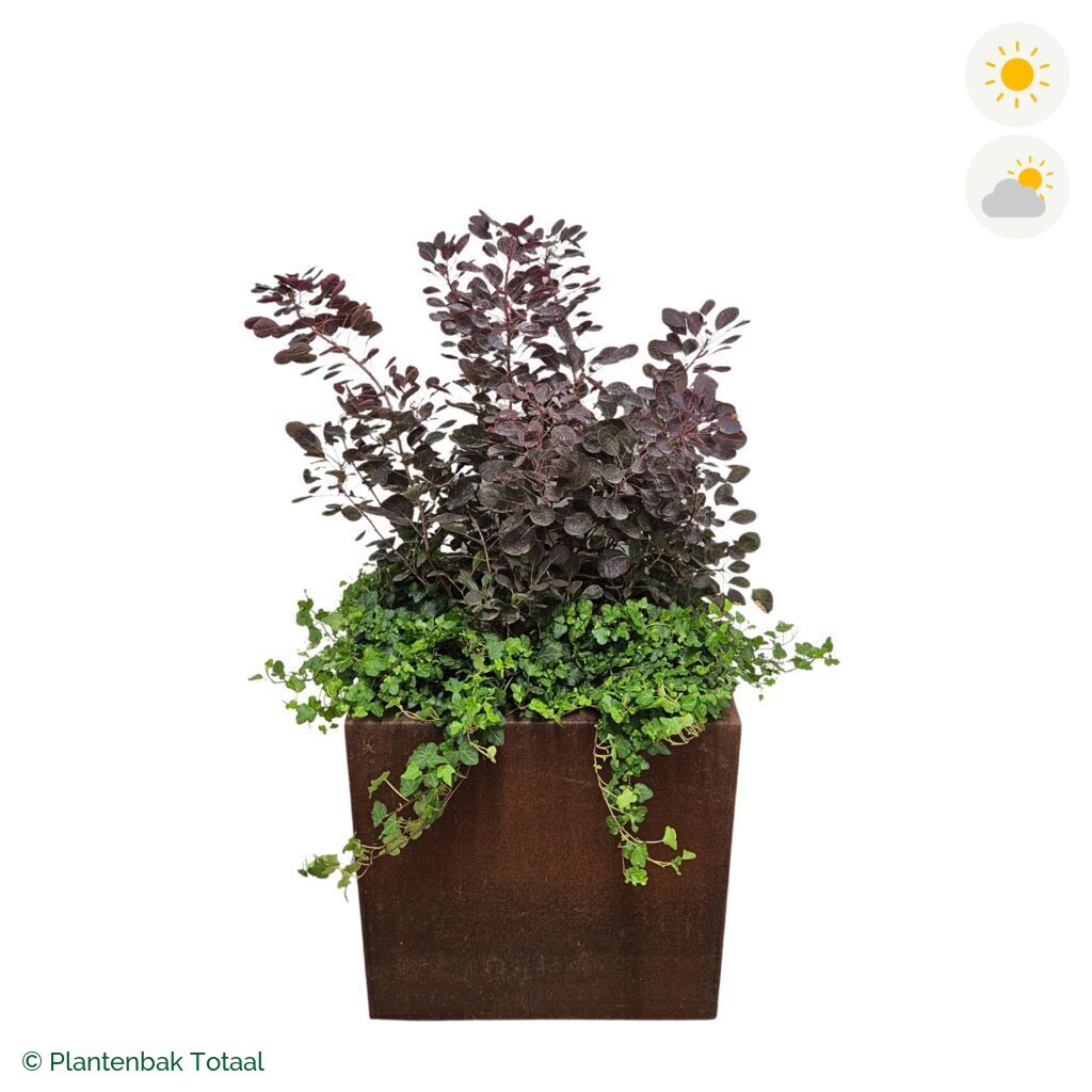 productfoto van plantenbak Cortenstaal Carrez Vierkant Pruikenboom Combinatie