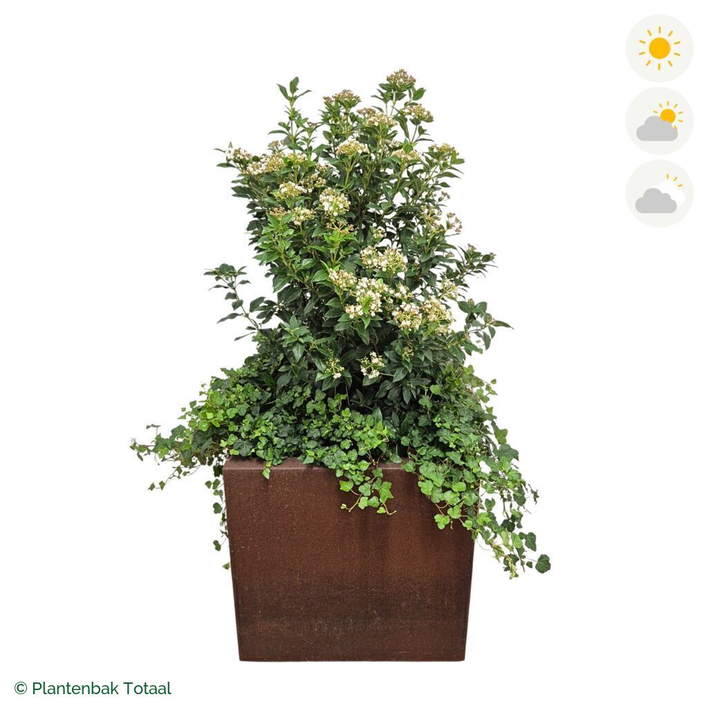 productfoto van plantenbak Cortenstaal Carrez Vierkant Sneeuwbal Combinatie