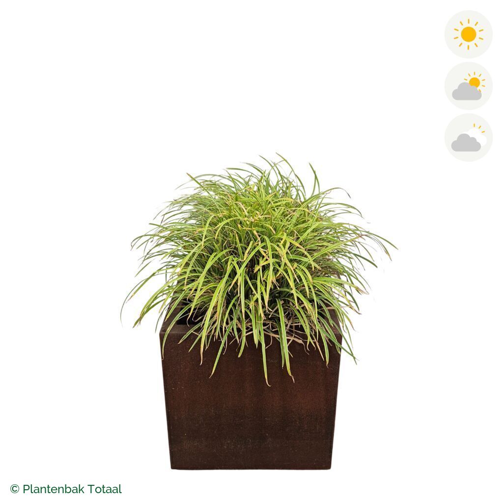 productfoto van plantenbak Cortenstaal Carrez Vierkant Zegge