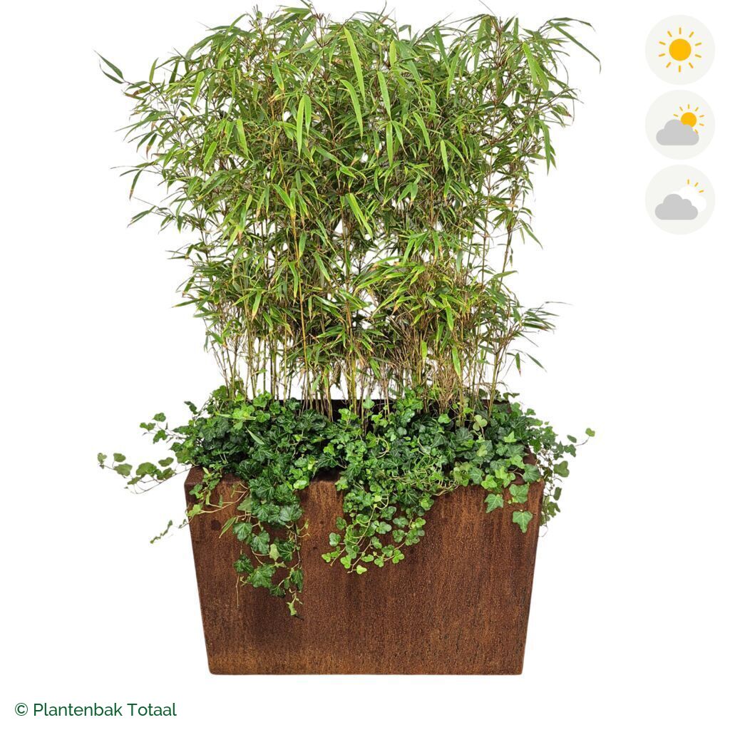 productfoto van plantenbak Cortenstaal Carrez Rechthoek Bamboe Afscheiding