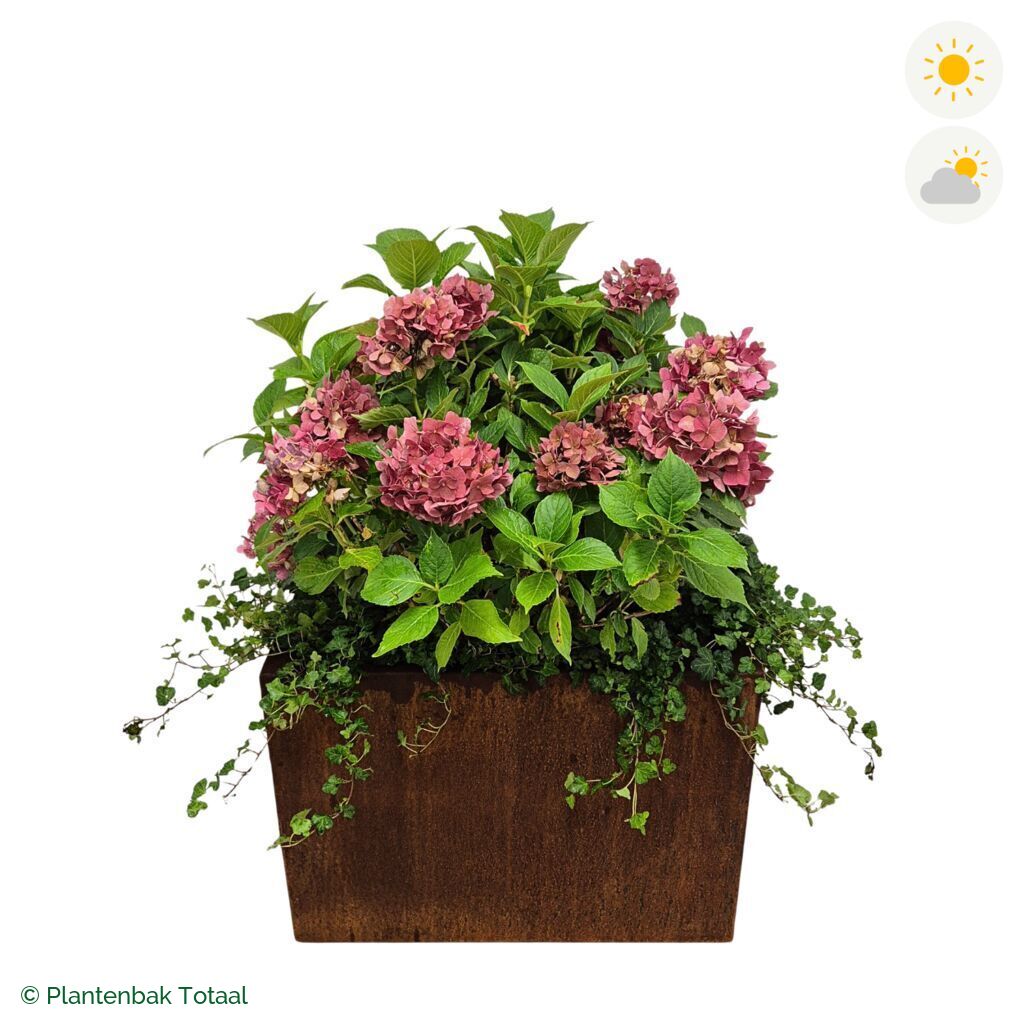 productfoto van plantenbak Cortenstaal Carrez Rechthoek Boerenhortensia Combinatie