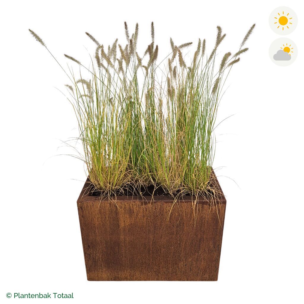 productfoto van plantenbak Cortenstaal Carrez Rechthoek Lampenpoetsersgras
