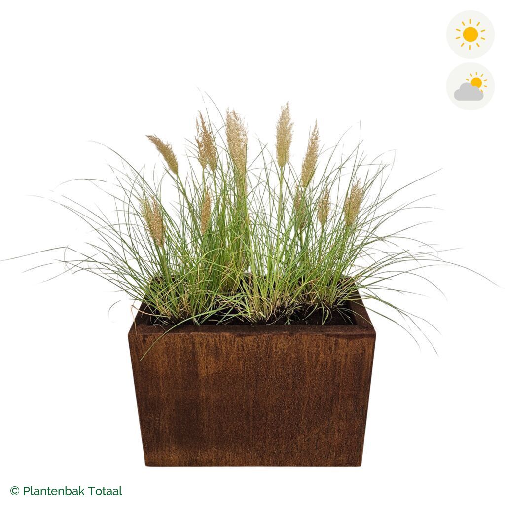productfoto van plantenbak Cortenstaal Carrez Rechthoek Pampasgras
