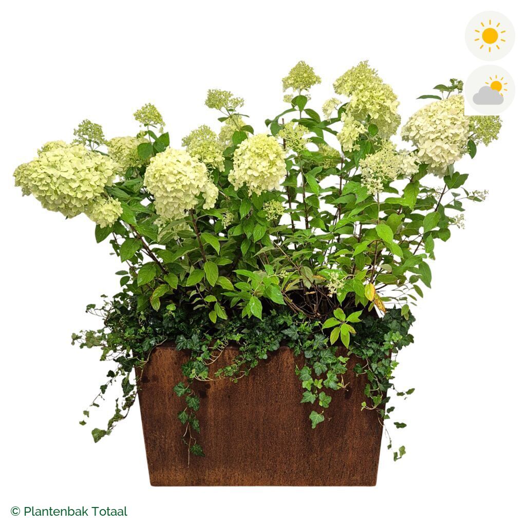 productfoto van plantenbak Cortenstaal Carrez Rechthoek Pluimhortensia Combinatie