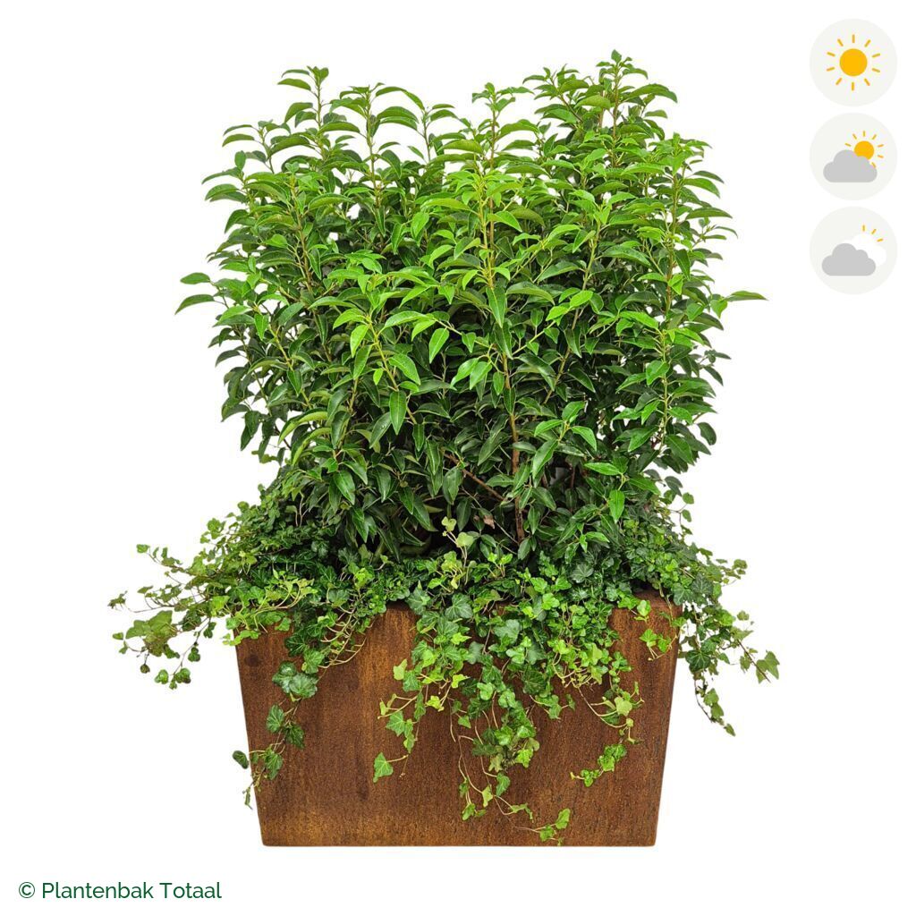 productfoto van plantenbak Cortenstaal Carrez Rechthoek Portugese Laurier