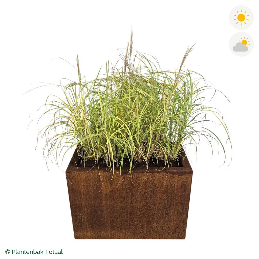 productfoto van plantenbak Cortenstaal Carrez Rechthoek Prachtriet