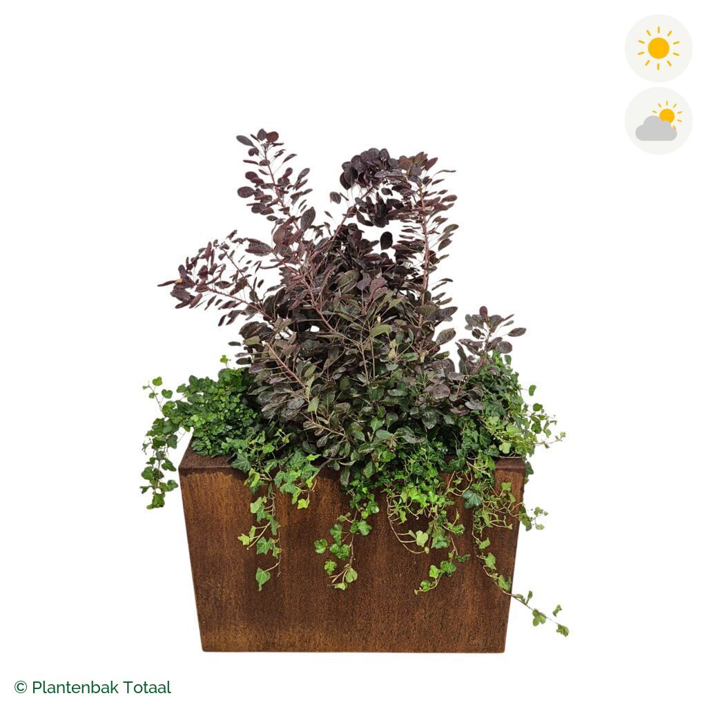 productfoto van plantenbak Cortenstaal Carrez Rechthoek Pruikenboom Combinatie