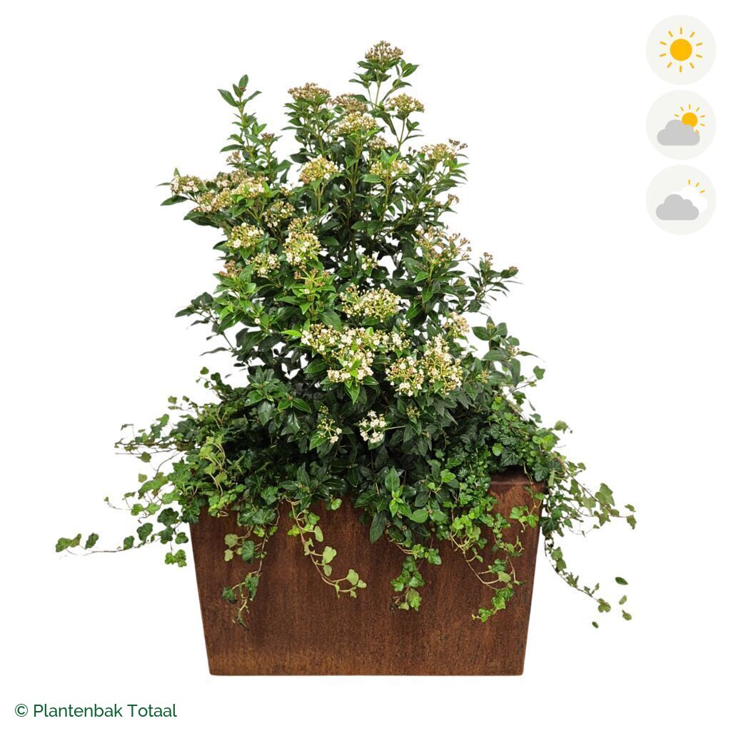 productfoto van plantenbak Cortenstaal Carrez Rechthoek Sneeuwbal Combinatie