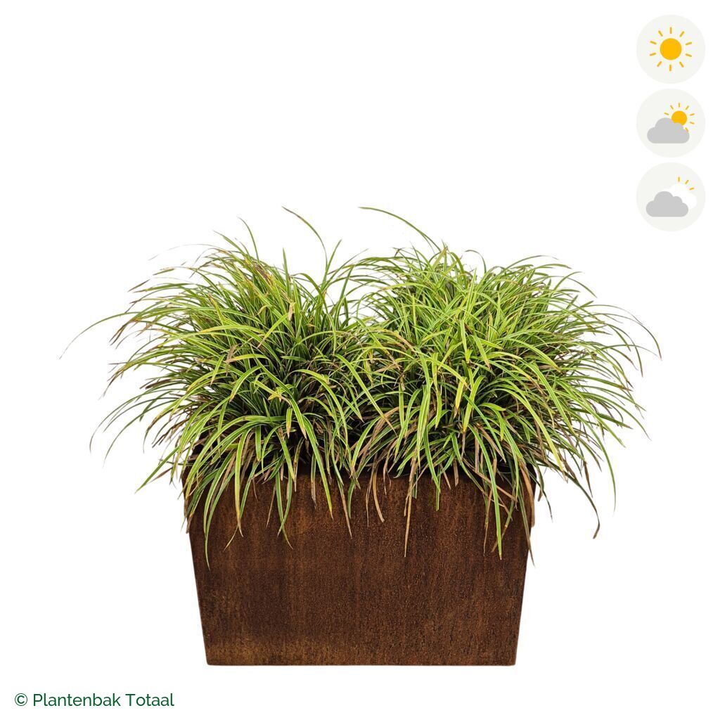 productfoto van plantenbak Cortenstaal Carrez Rechthoek Zegge