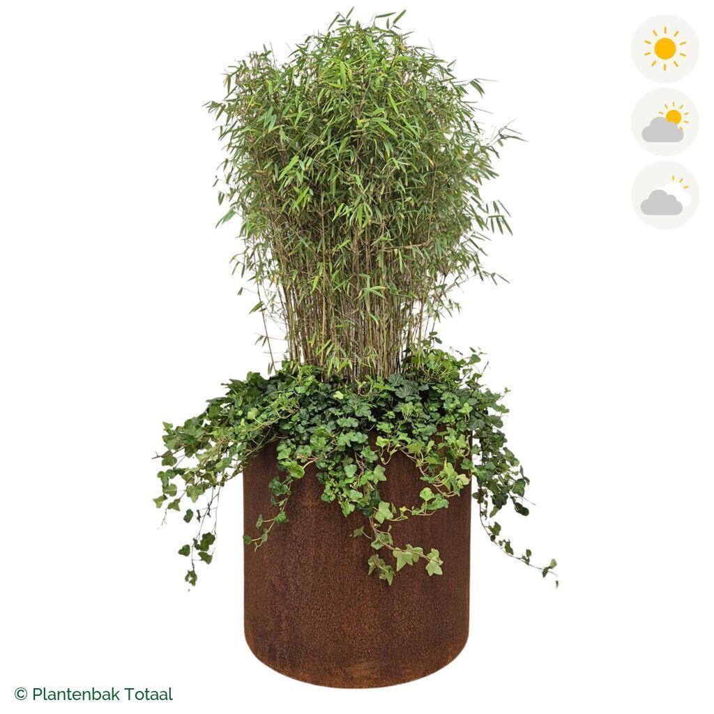 productfoto van plantenbak Cortenstaal Circum Bamboe Combinatie