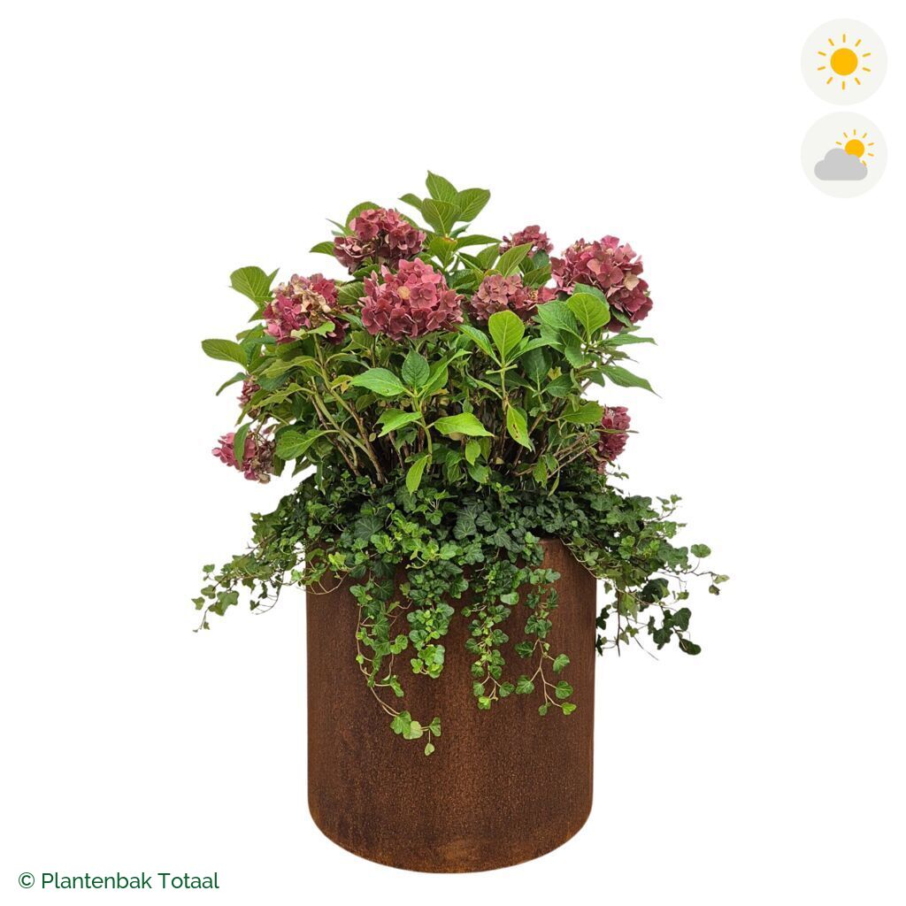 productfoto van plantenbak Cortenstaal Circum Boerenhortensia Combinatie