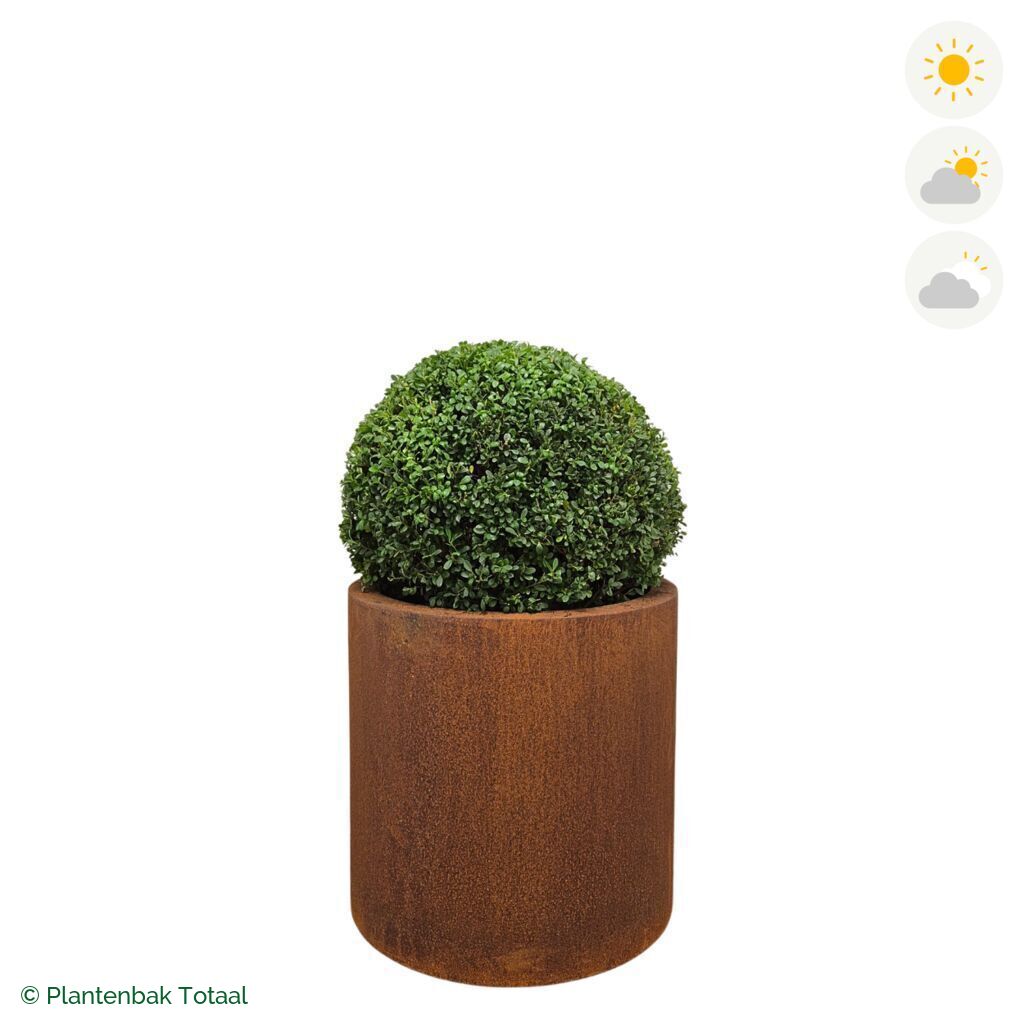 productfoto van plantenbak Cortenstaal Circum Japanse Hulst