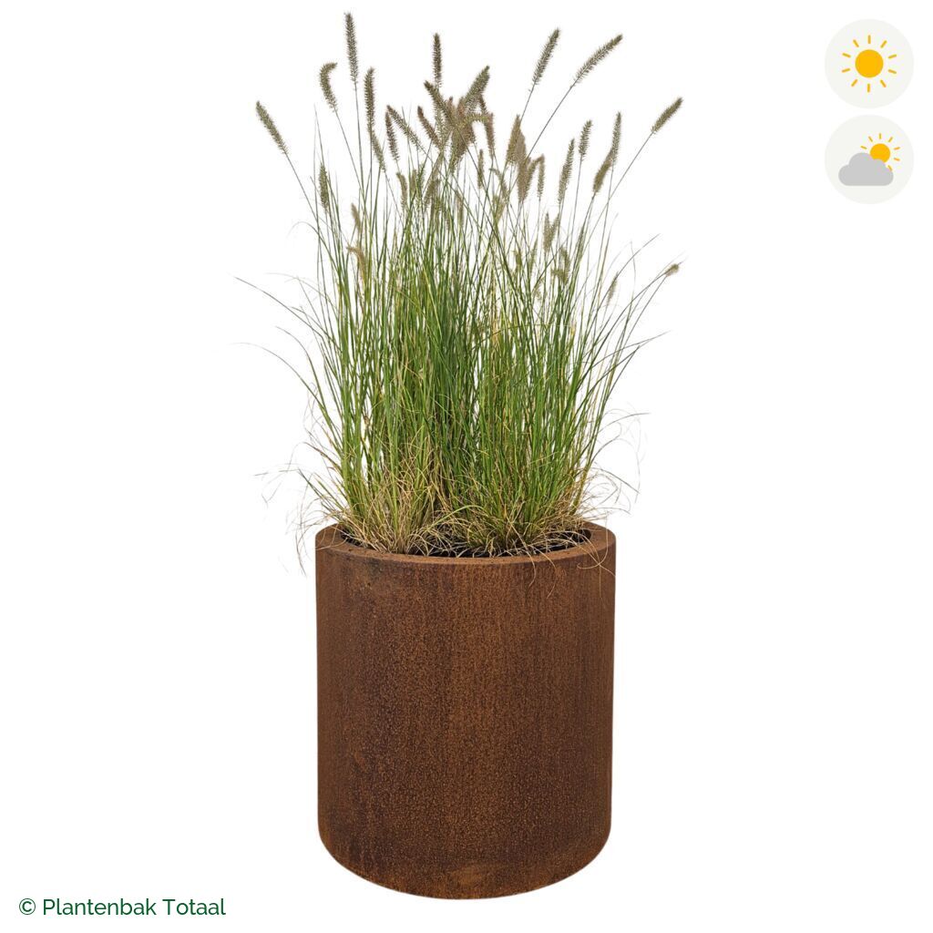 productfoto van plantenbak Cortenstaal Circum Lampenpoetsersgras
