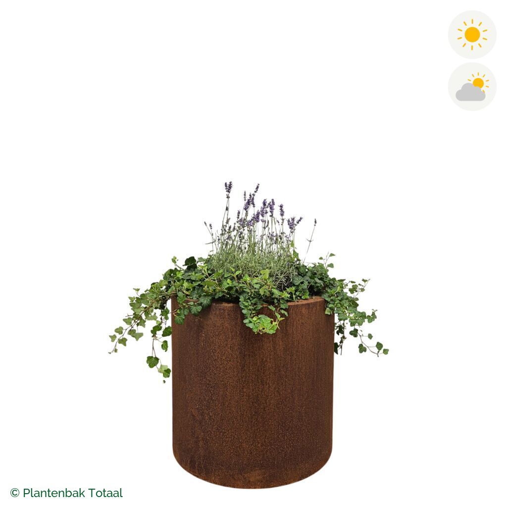 productfoto van plantenbak Cortenstaal Circum Lavendel Combinatie