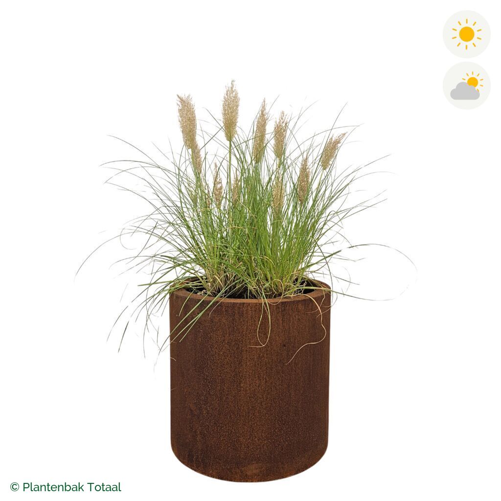 productfoto van plantenbak Cortenstaal Circum Pampasgras