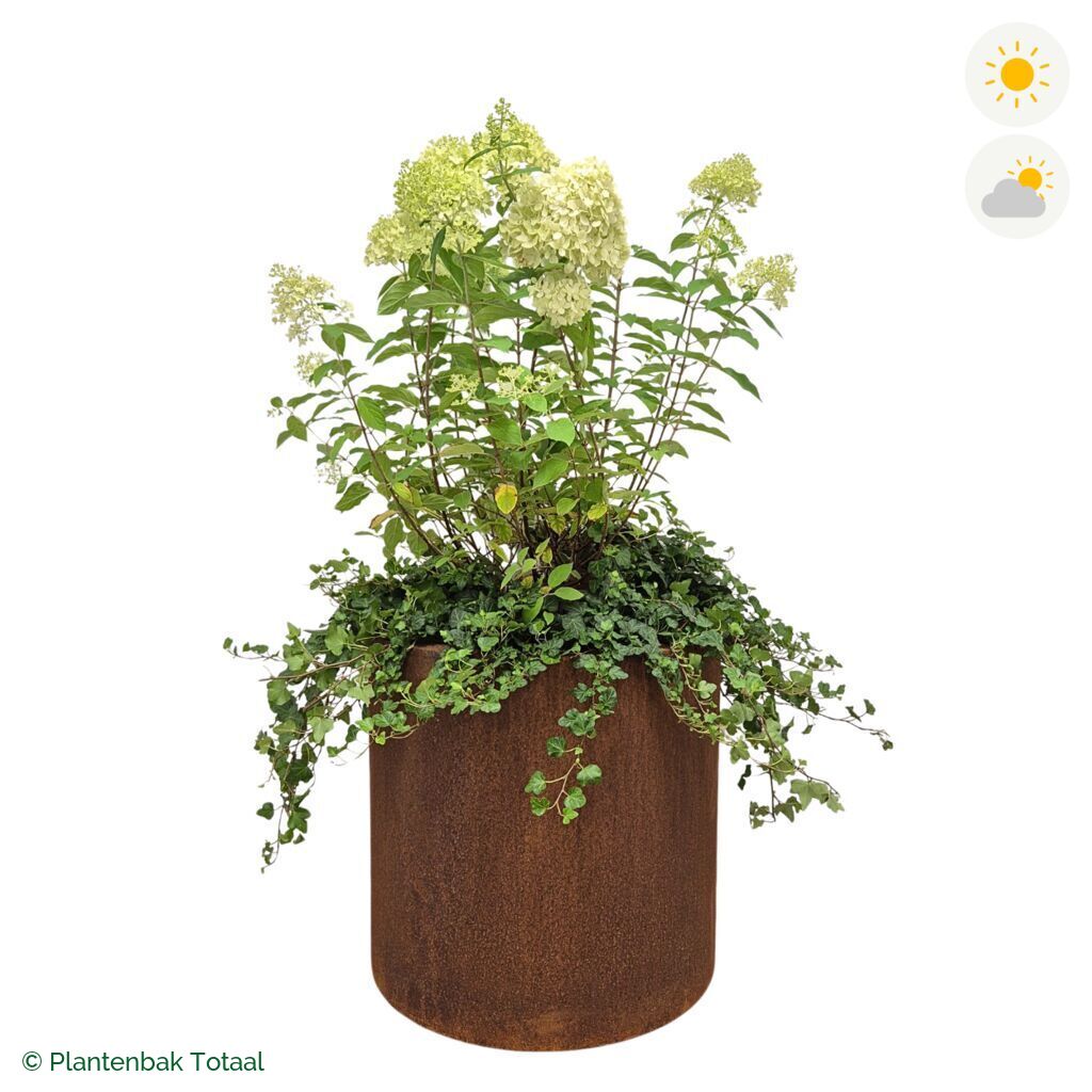 productfoto van plantenbak Cortenstaal Circum Pluimhortensia Combinatie