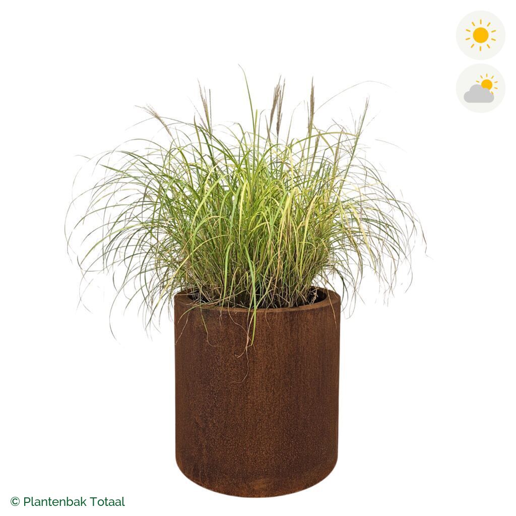 productfoto van plantenbak Cortenstaal Circum Prachtriet