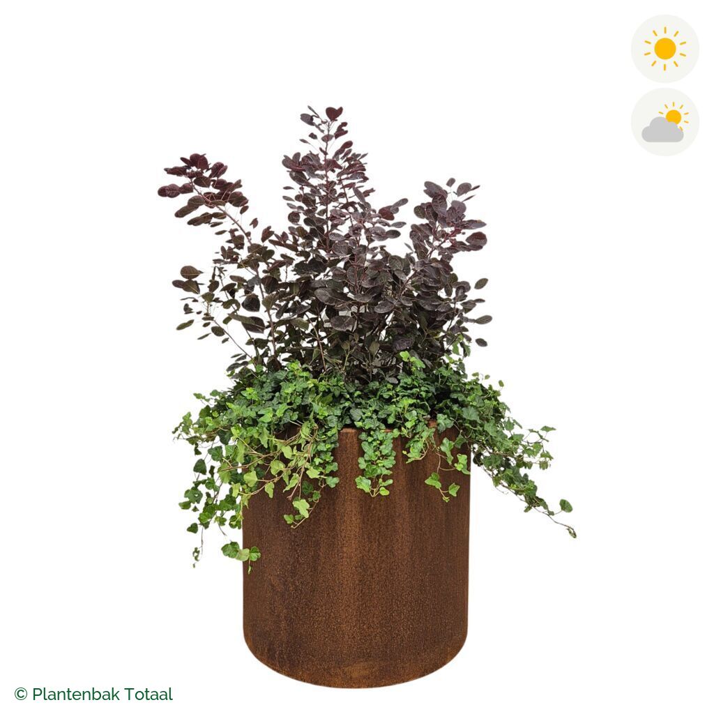productfoto van plantenbak Cortenstaal Circum Pruikenboom Combinatie
