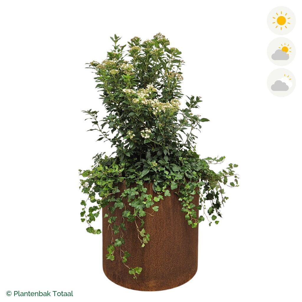 productfoto van plantenbak Cortenstaal Circum Sneeuwbal Combinatie