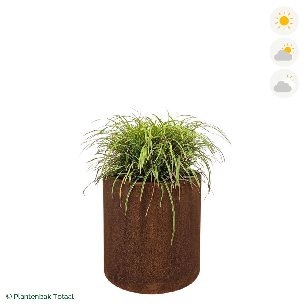 productfoto van plantenbak Cortenstaal Circum Zegge