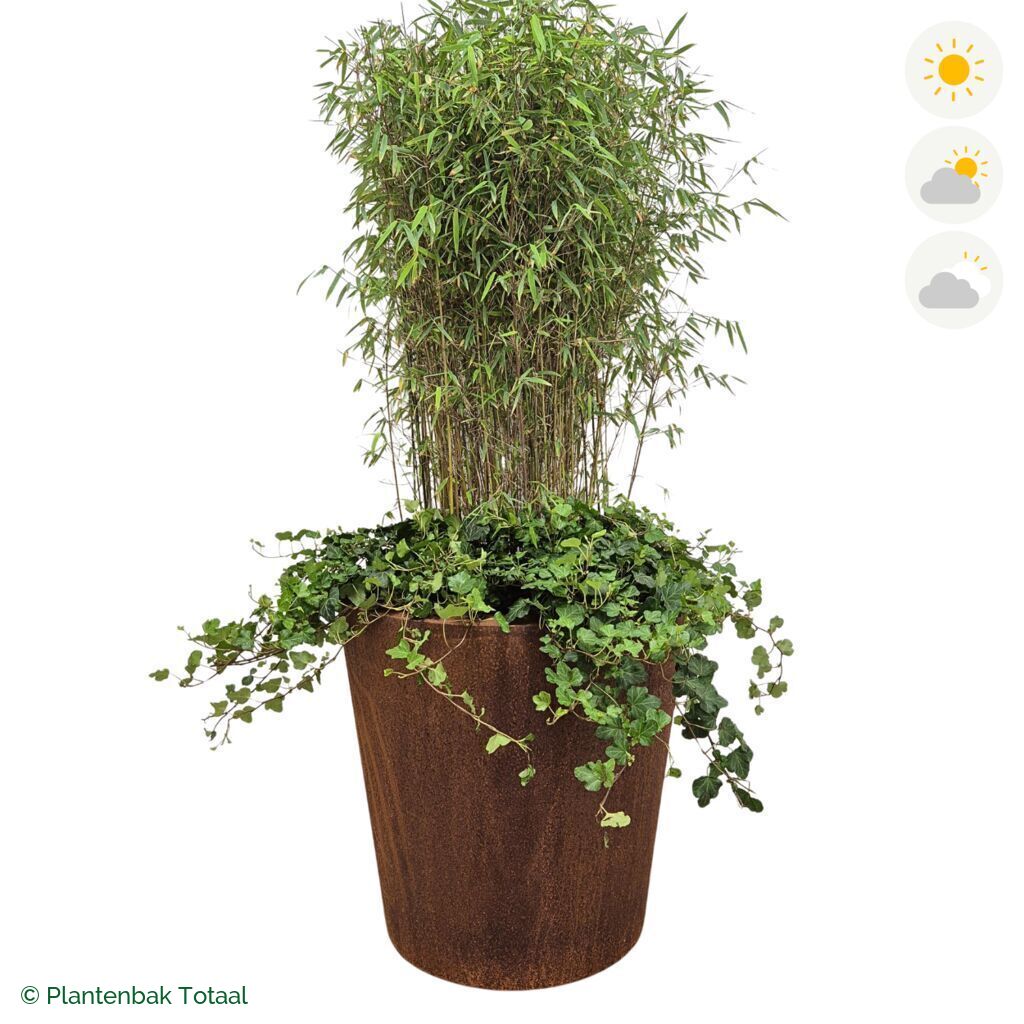 productfoto van plantenbak Cortenstaal Conic Bamboe Combinatie