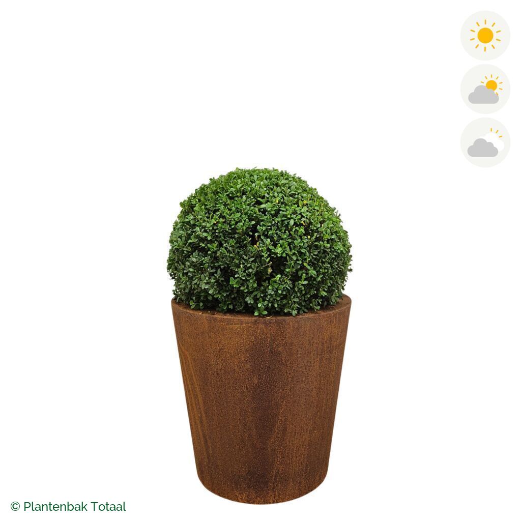 productfoto van plantenbak Cortenstaal Conic Japanse Hulst