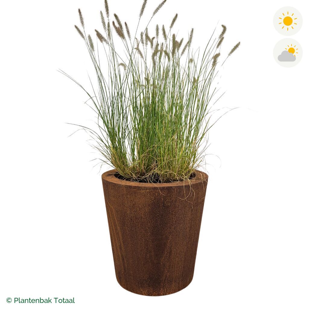 productfoto van plantenbak Cortenstaal Conic Lampenpoetsersgras