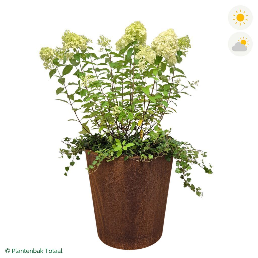 productfoto van plantenbak Cortenstaal Conic Pluimhortensia Combinatie