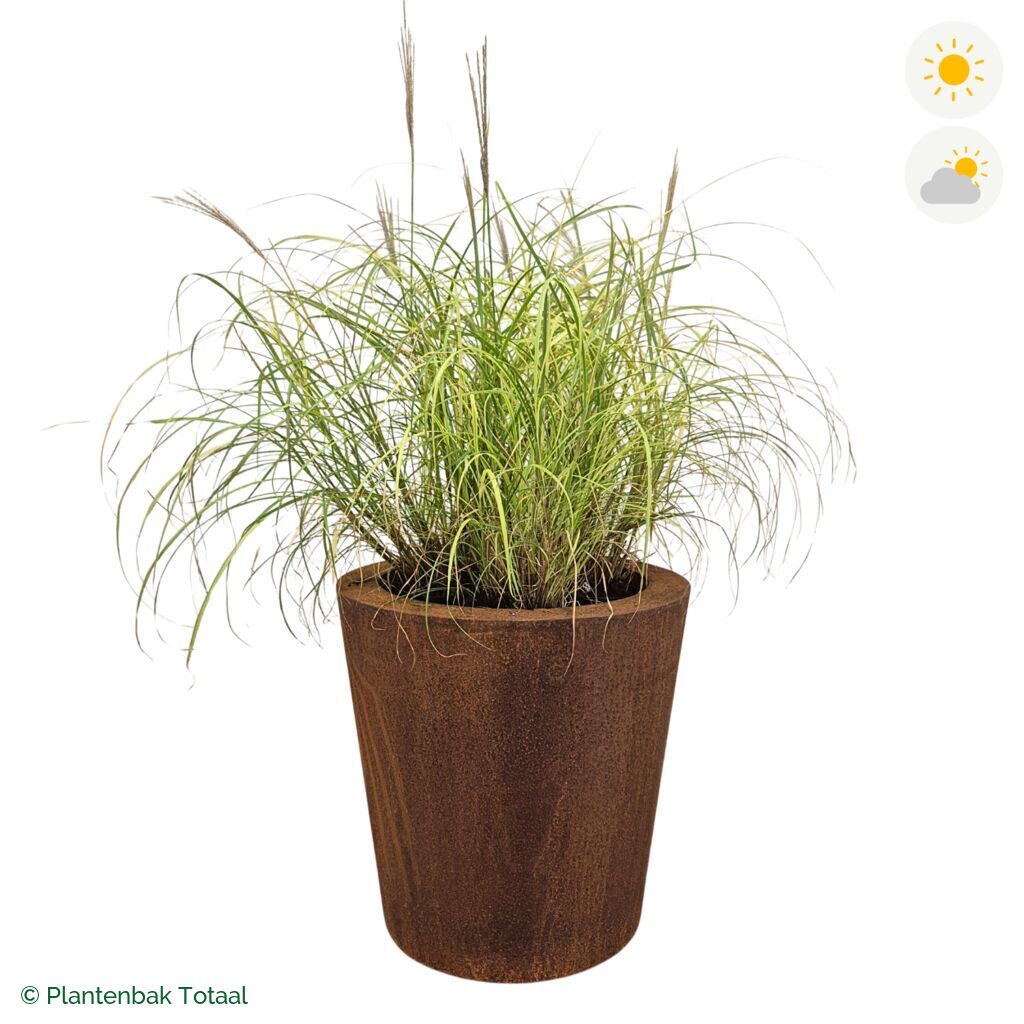 productfoto van plantenbak Cortenstaal Conic Prachtriet