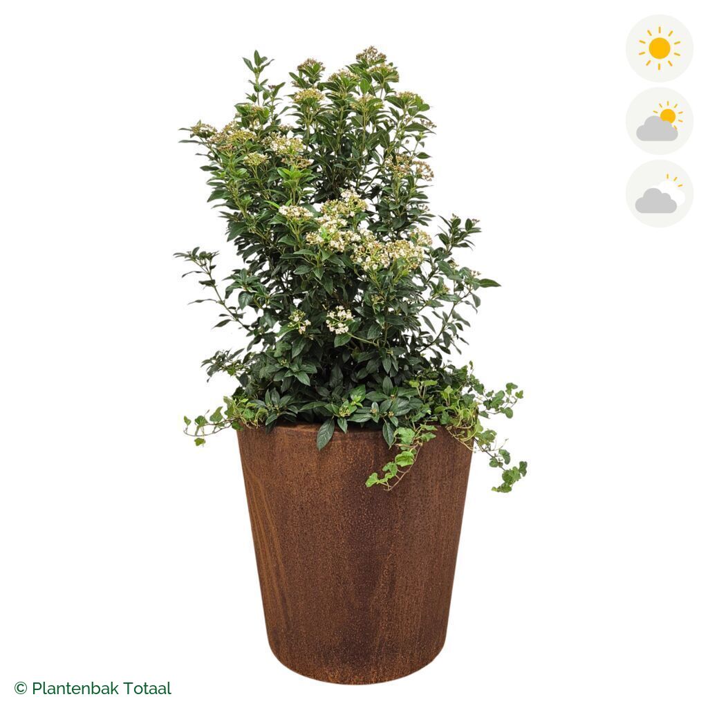 productfoto van plantenbak Cortenstaal Conic Sneeuwbal Combinatie