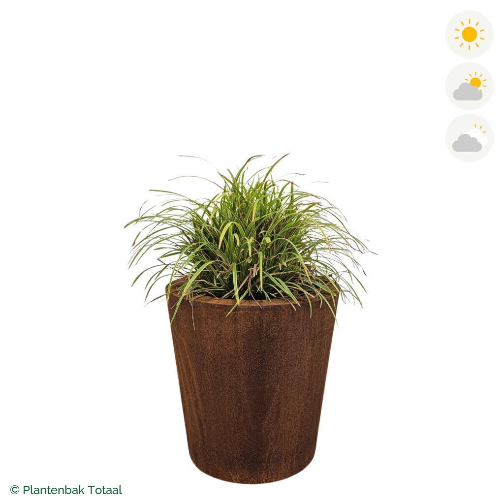 productfoto van plantenbak Cortenstaal Conic Zegge