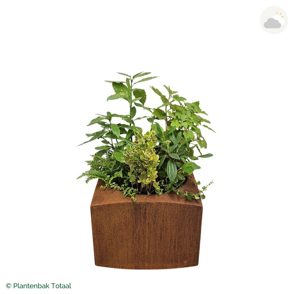 productfoto van plantenbak Cortenstaal Nooa Set Amazone