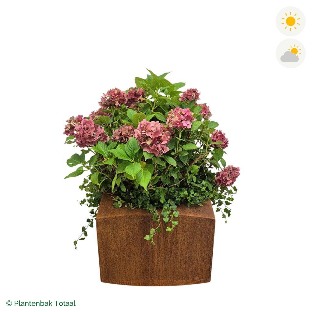 productfoto van plantenbak Cortenstaal Nooa Boerenhortensia Combinatie