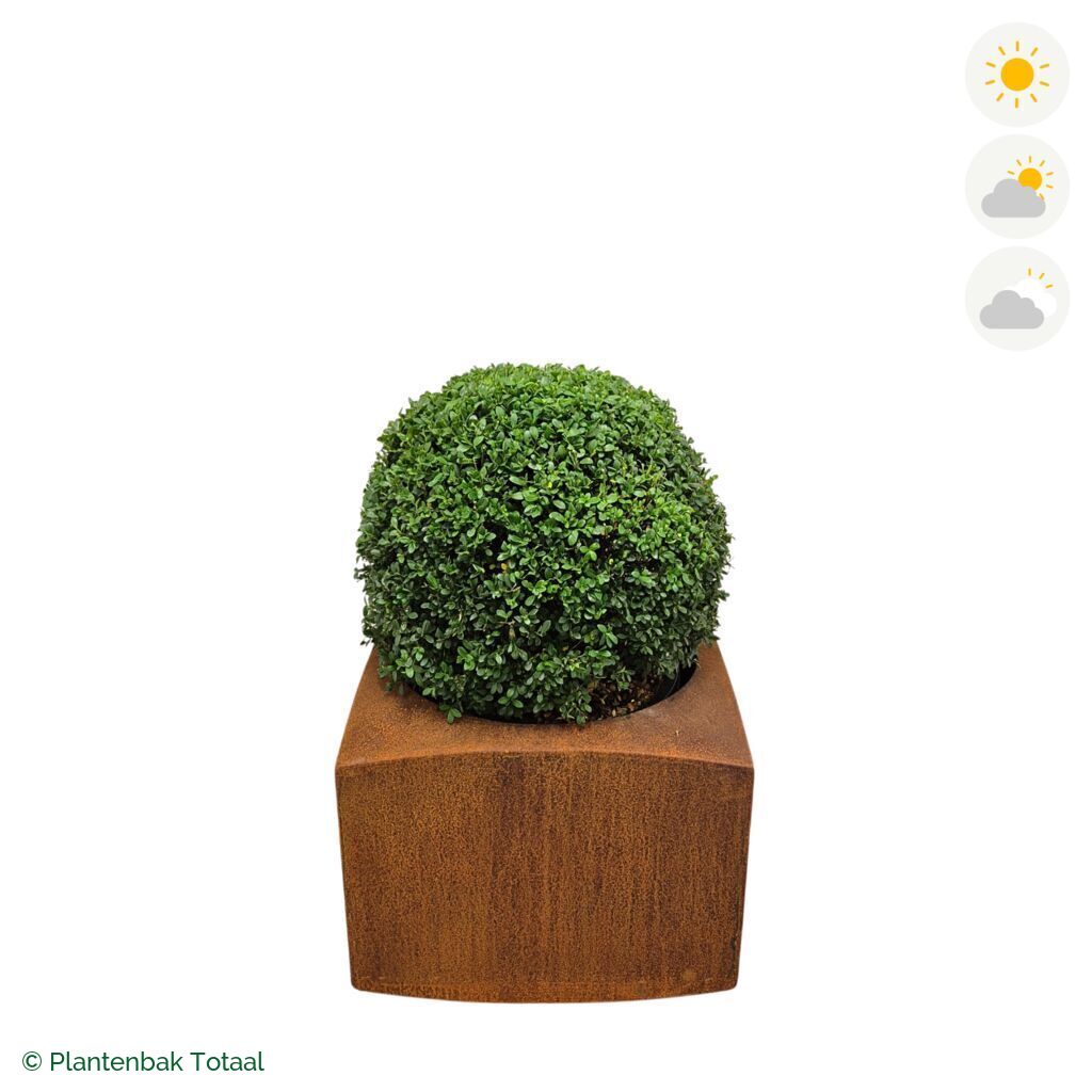 productfoto van plantenbak Cortenstaal Nooa Japanse Hulst