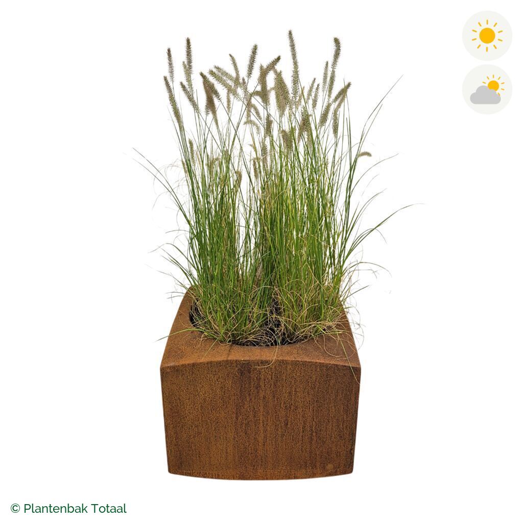 productfoto van plantenbak Cortenstaal Nooa Lampenpoetsersgras