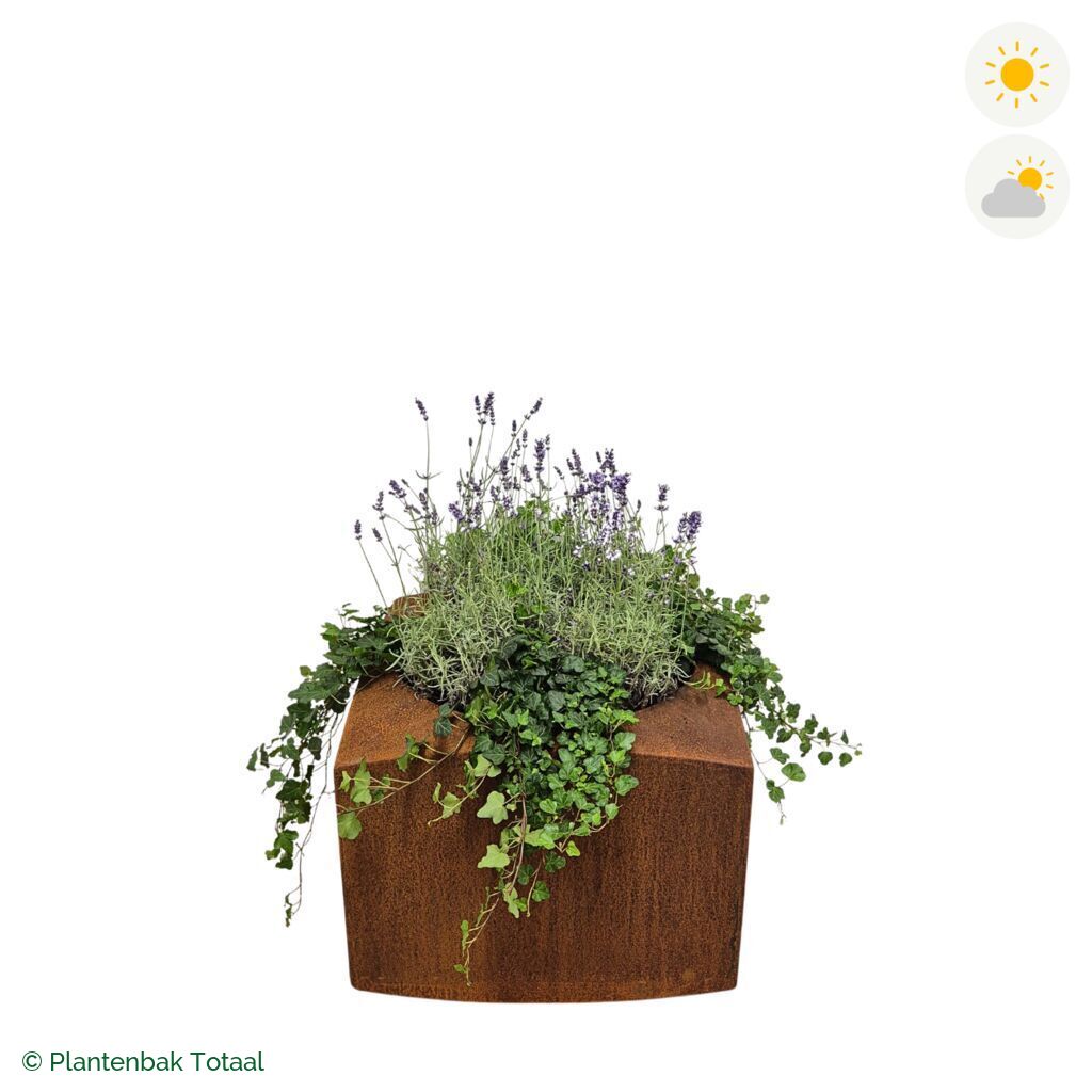 productfoto van plantenbak Cortenstaal Nooa Lavendel Combinatie