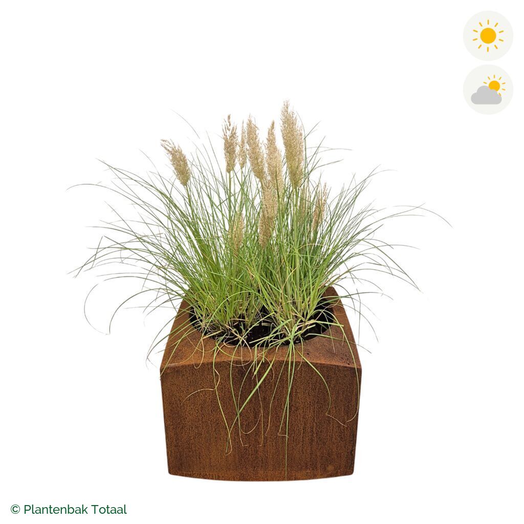 productfoto van plantenbak Cortenstaal Nooa Pampasgras
