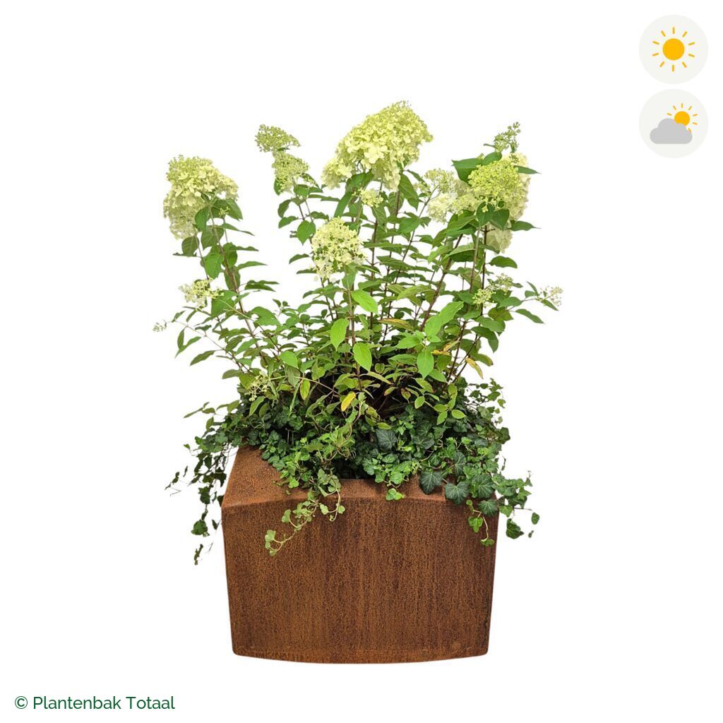 productfoto van plantenbak Cortenstaal Nooa Pluimhortensia Combinatie