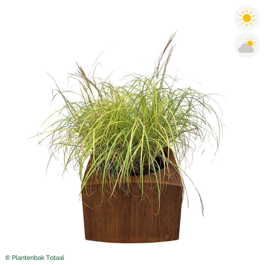 productfoto van plantenbak Cortenstaal Nooa Prachtriet