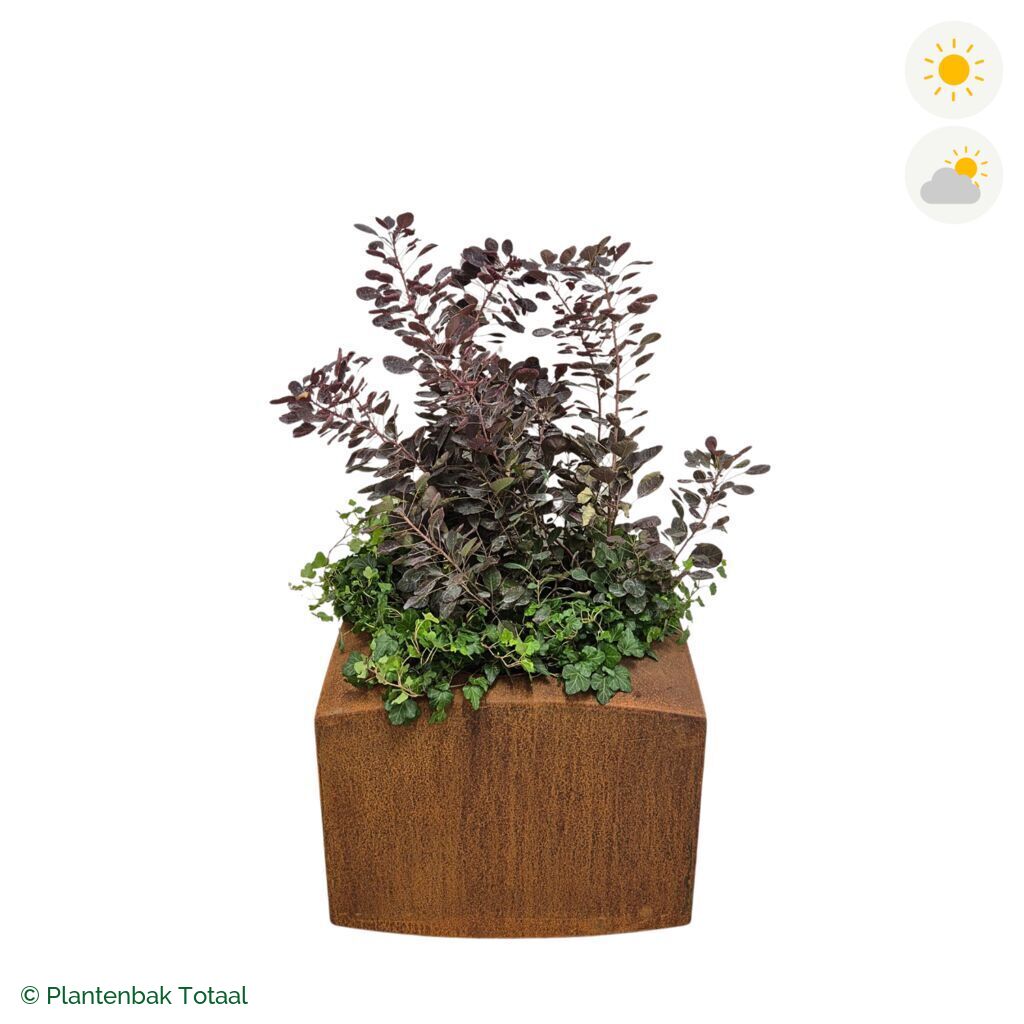 productfoto van plantenbak Cortenstaal Nooa Pruikenboom Combinatie