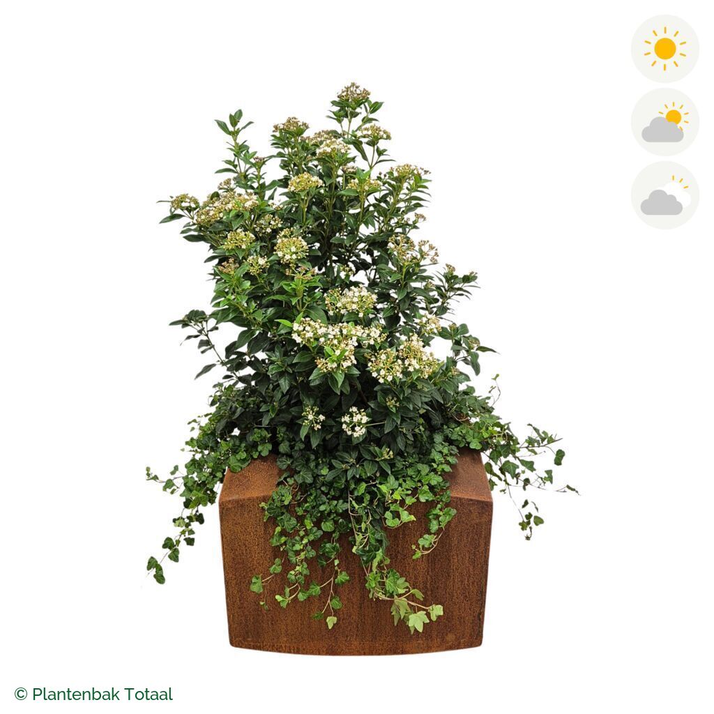 productfoto van plantenbak Cortenstaal Nooa Sneeuwbal Combinatie