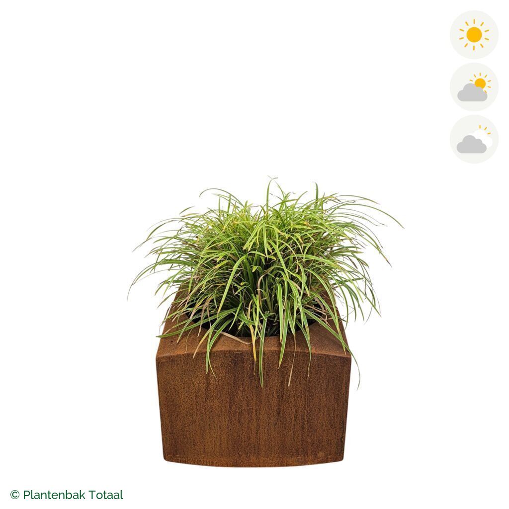 productfoto van plantenbak Cortenstaal Nooa Zegge