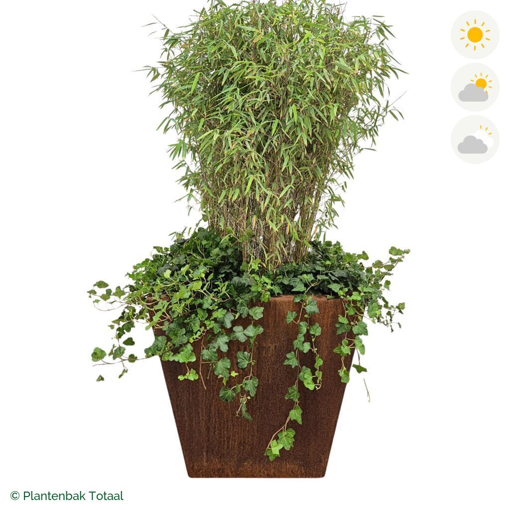 productfoto van plantenbak Cortenstaal Tap Bamboe Combinatie