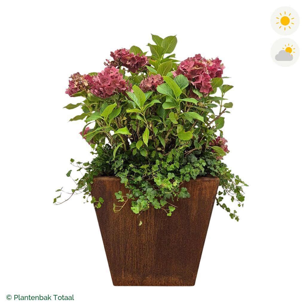 productfoto van plantenbak Cortenstaal Tap Boerenhortensia Combinatie