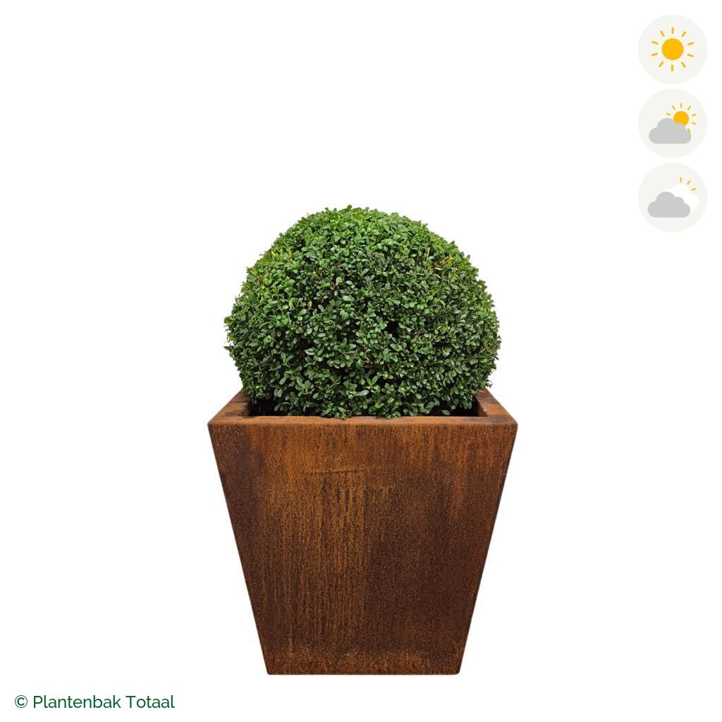 productfoto van plantenbak Cortenstaal Tap Japanse Hulst