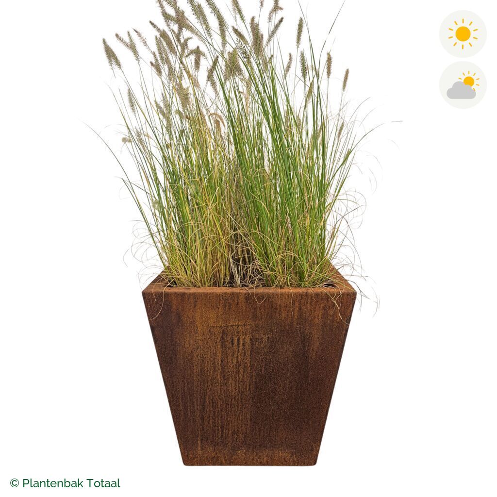 productfoto van plantenbak Cortenstaal Tap Lampenpoetsersgras