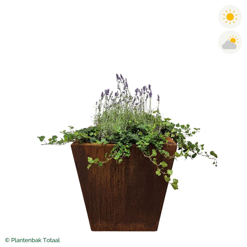 productfoto van plantenbak Cortenstaal Tap Lavendel Combinatie