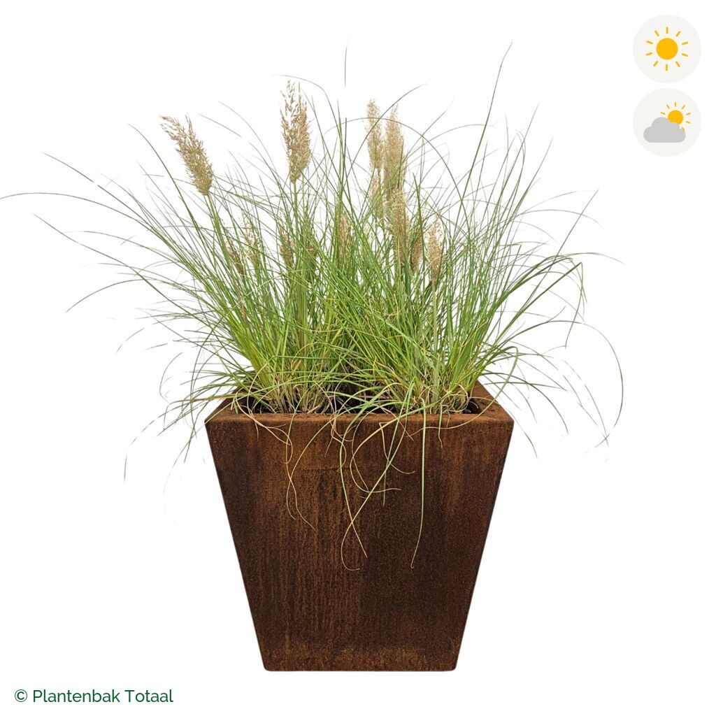 productfoto van plantenbak Cortenstaal Tap Pampasgras